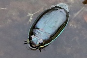 Whirligig Beetle (Gyrinidae sp)